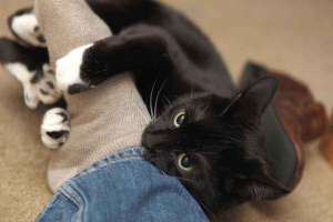 Защо котка си ляга в краката на човек? Защо котка си ляга в краката на човек?